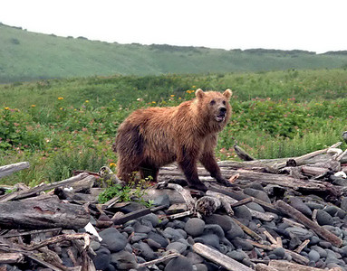 熊犬齿危险动物哺乳动物毛皮捕食者食肉力量爪子棕熊高清图片