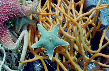亚星鱼海星吸盘海洋大海居民红色礁石野性居住海上生活高清图片