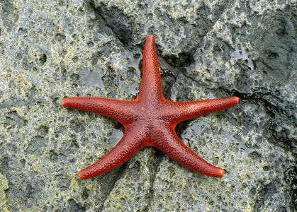 亚星鱼野性红色居民礁石吸盘居住大海海洋海上生活海星高清图片