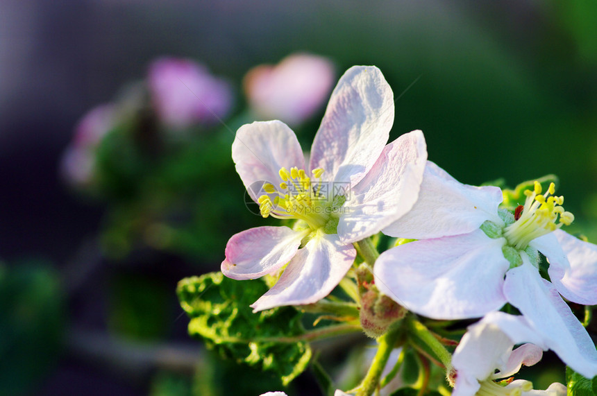 春苹果花季节文化蓝色植物花园生长脆弱性叶子园艺花瓣图片