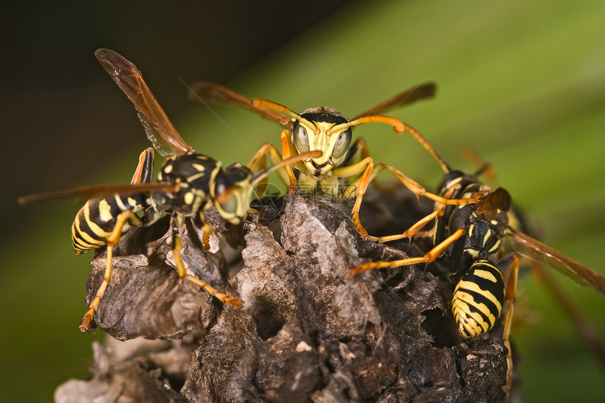 黄蜂花生饼干害虫荒野黄色天线翅膀警告危险黑色动物马蹄图片