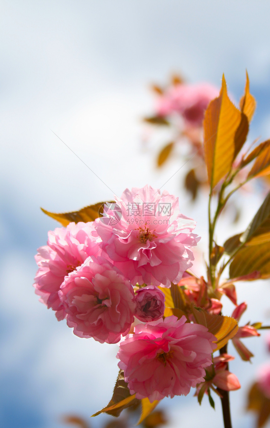 樱花花树叶叶子花园绿色季节太阳阳光花朵粉色生长图片