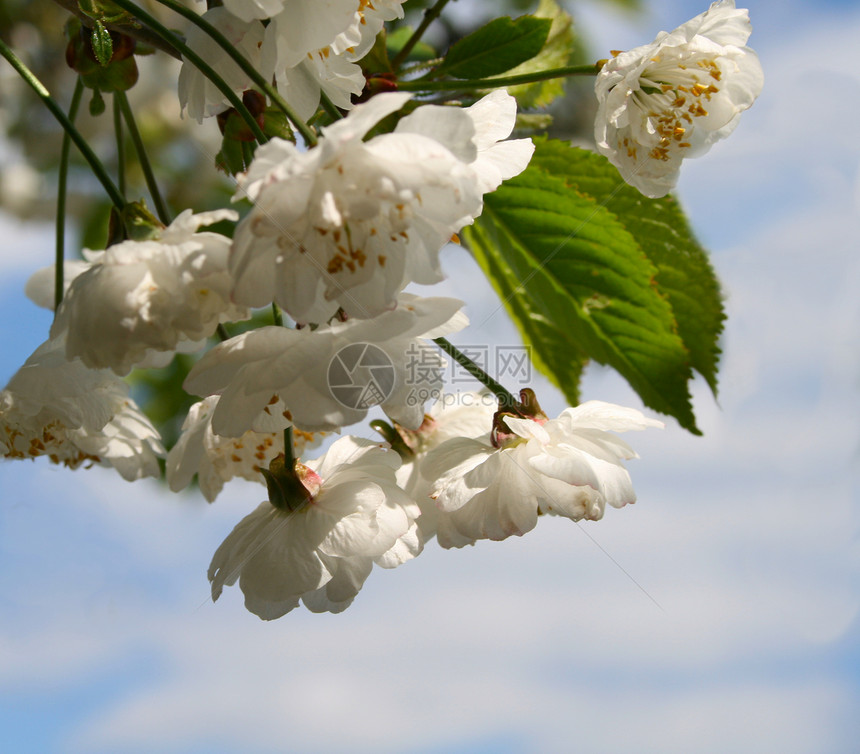 白樱花花季节花朵白色叶子阳光天空粉色太阳树叶植物图片