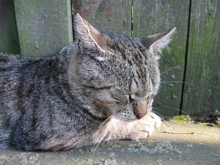 猫类眼睛投标猫咪动物鼻子白色哺乳动物小胡子毛皮小猫图片