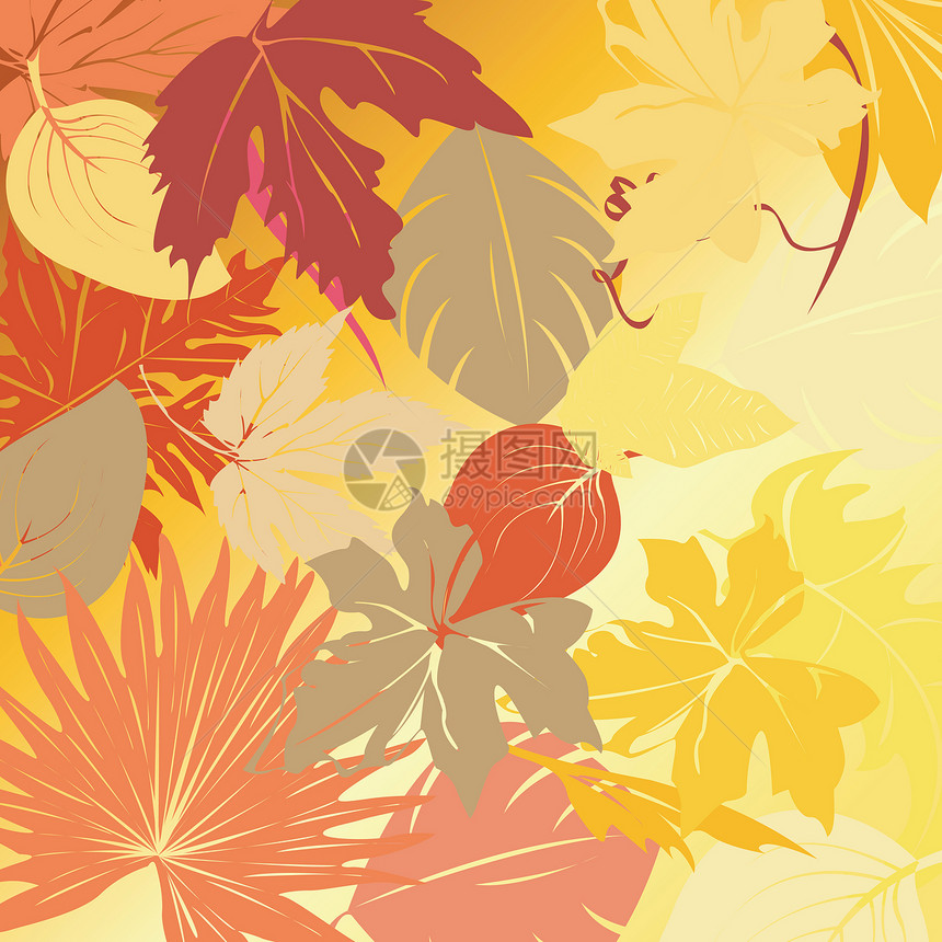 秋叶背景植物群黄色红色树木死亡季节性树叶季节叶子白色图片