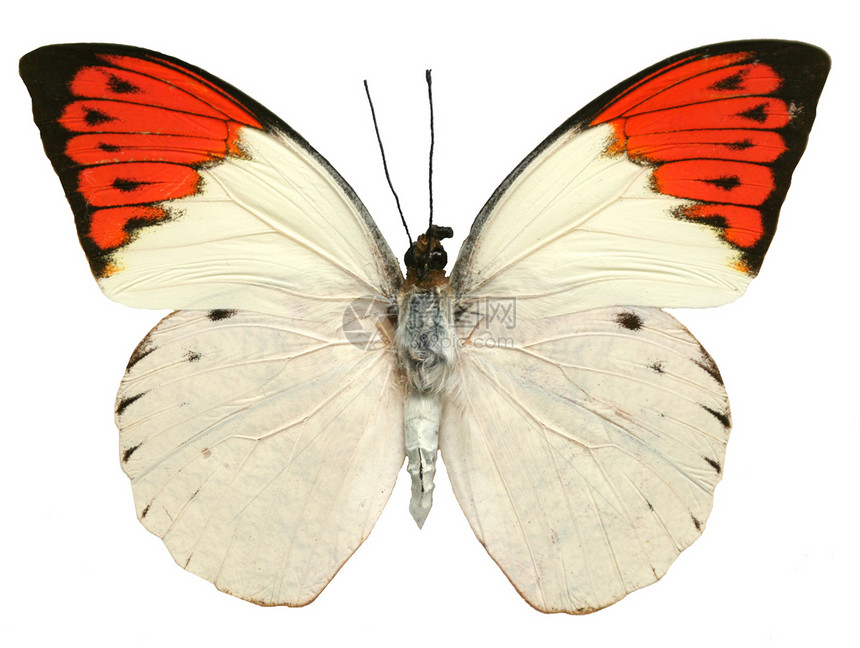 蝴蝶昆虫热带蓝色漏洞翅膀图片