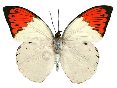 蝴蝶昆虫热带蓝色漏洞翅膀背景图片