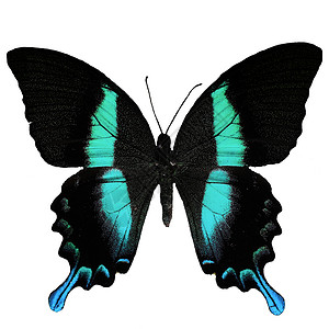 蝴蝶漏洞翅膀蓝色昆虫热带背景图片