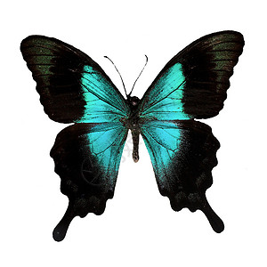 蝴蝶热带昆虫漏洞蓝色翅膀背景图片