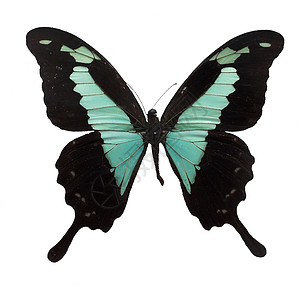 蝴蝶蓝色热带翅膀昆虫漏洞背景图片
