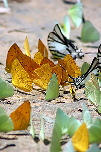 蝴蝶恶作剧野花昆虫港口植物花朵地球丛林咖啡野生动物高清图片