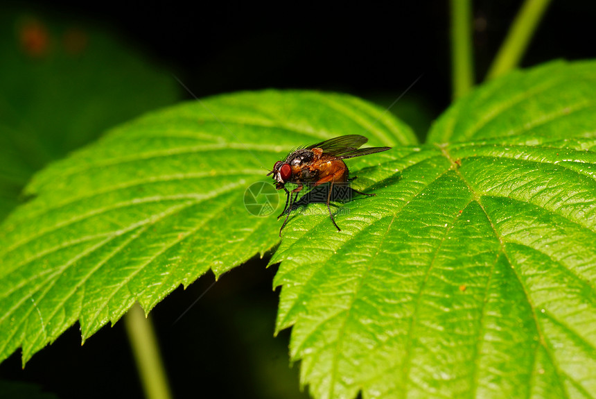 果蝇荨麻脊椎动物动物昆虫宏观黑腹绿色图片