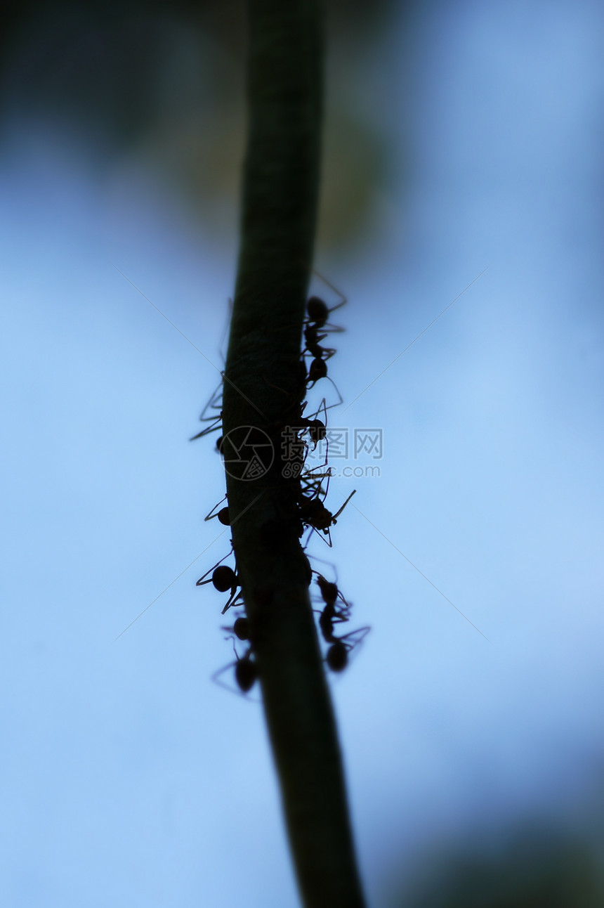 蚂蚁轮图片