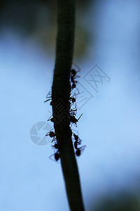 蚂蚁搬豆蚂蚁轮背景