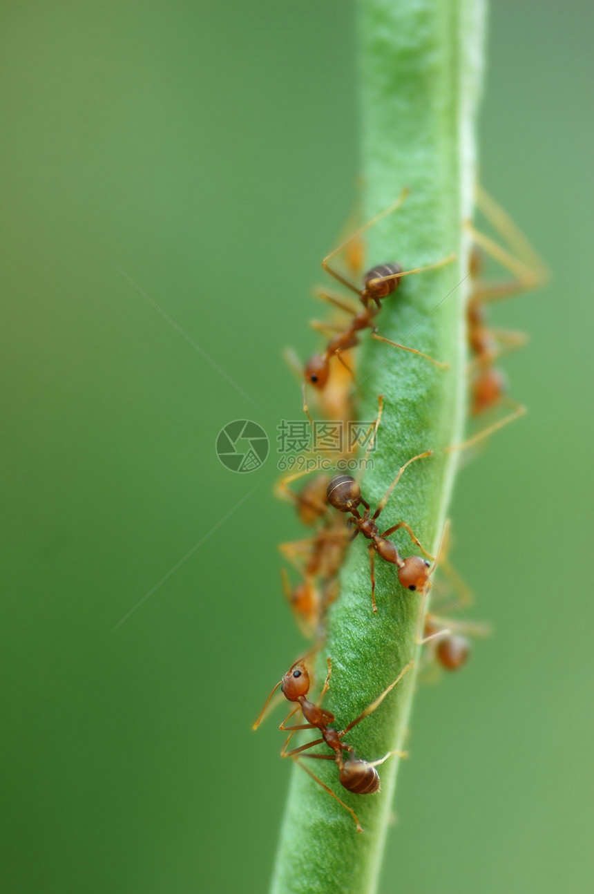 豆上蚂蚁动物漏洞胸部天线荒野寄生虫团体害虫植物宏观图片