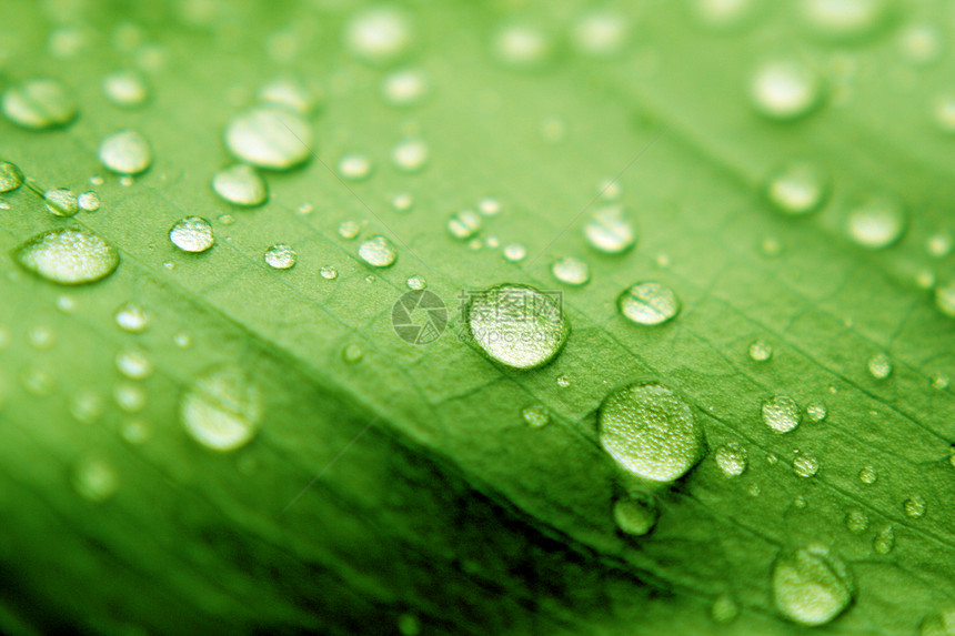 绿上滴水绿色雨滴叶子植物几何学宏观图片