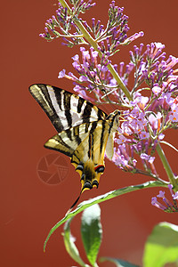 蝴蝶野生动物花朵黄色野花昆虫草地植物背景图片