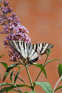 蝴蝶黄色昆虫野生动物草地植物花朵野花背景图片
