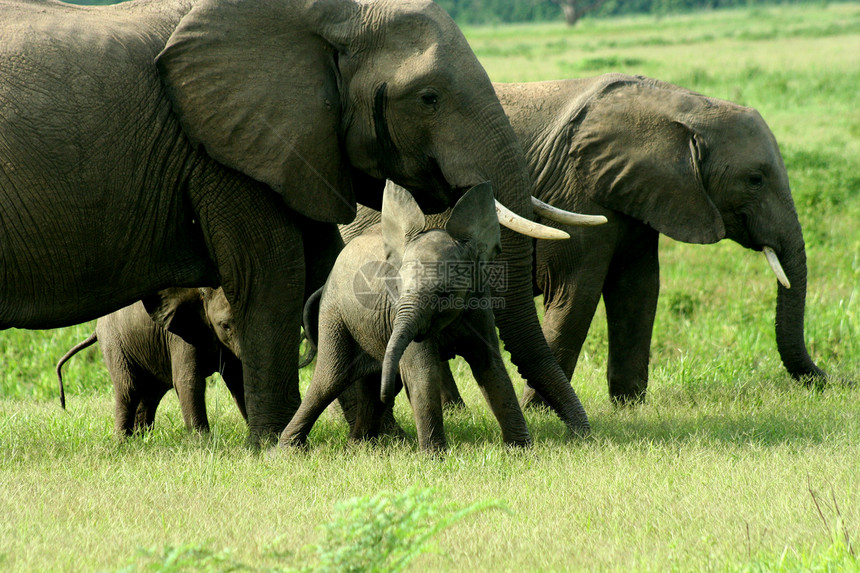赞比亚瀑布国民绿色动物公园白色黑色胜利妈妈图片
