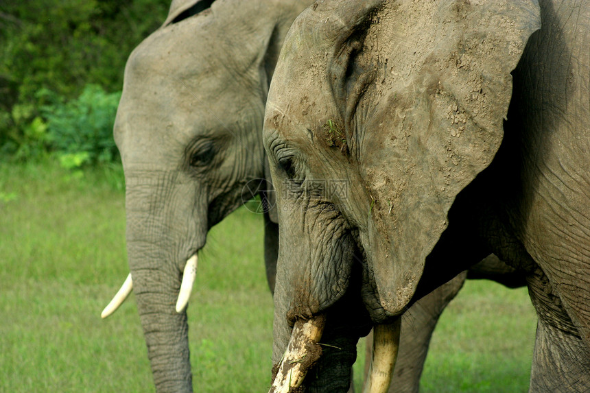 赞比亚妈妈胜利国民公园黑色白色绿色动物瀑布图片