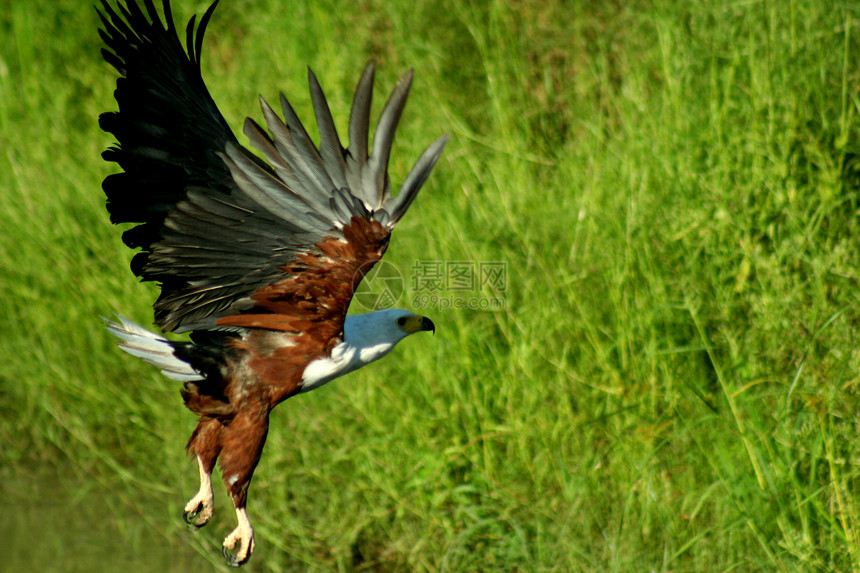 赞比亚黑色绿色瀑布河马胜利公园妈妈动物国民鸟类图片