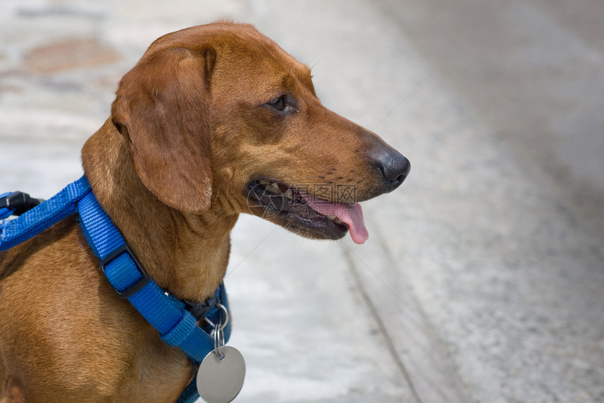 舌头伸出的达深(Dachshund)图片