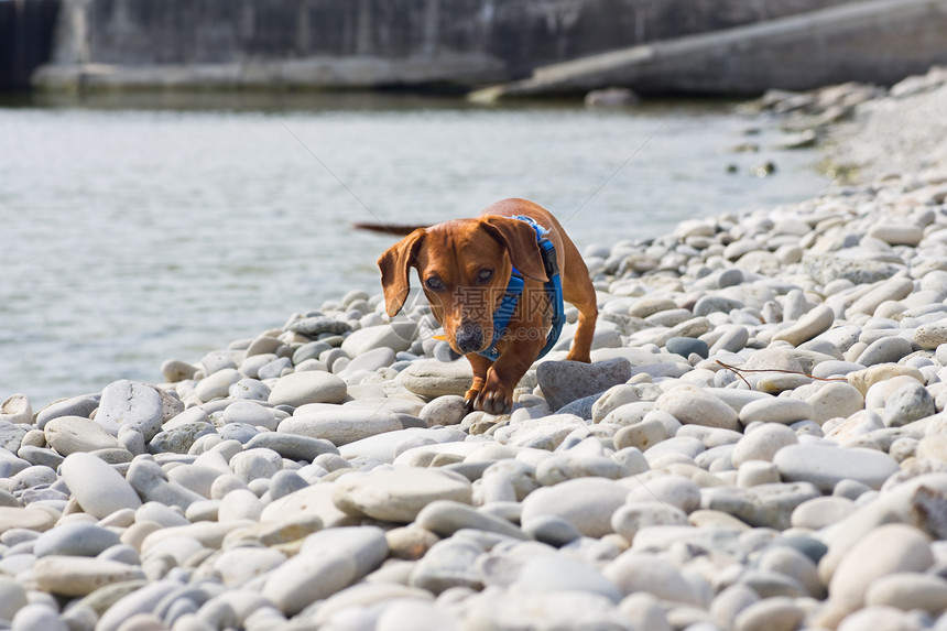 岩石上的达克申德坡道爪子红色项圈水平猎犬码头鹅卵石照片马具图片