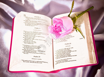 书玫瑰圣经上的玫瑰布背景