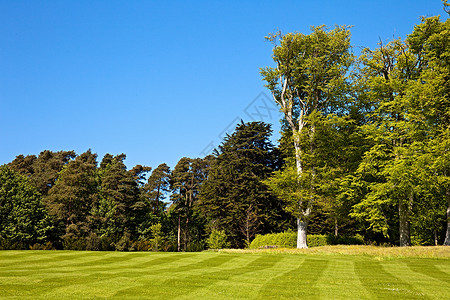 带条割草草坪n条纹蓝天绿色树木花园背景图片