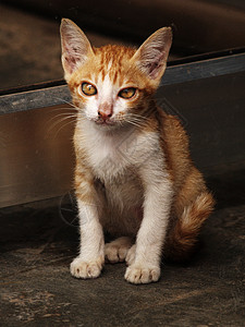 柬埔寨小猫背景图片