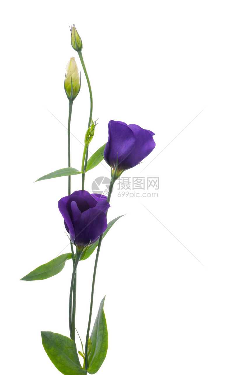 美丽的紫紫花花植物群紫色植物热带花束粉色美丽植物学兰花园艺图片