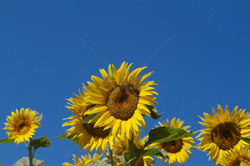 蓝色天空花瓣向日葵植物群花粉阳光环境圆圈植物花园太阳图片