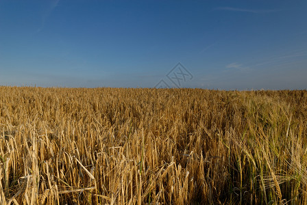 小麦地谷物天空场地背景图片