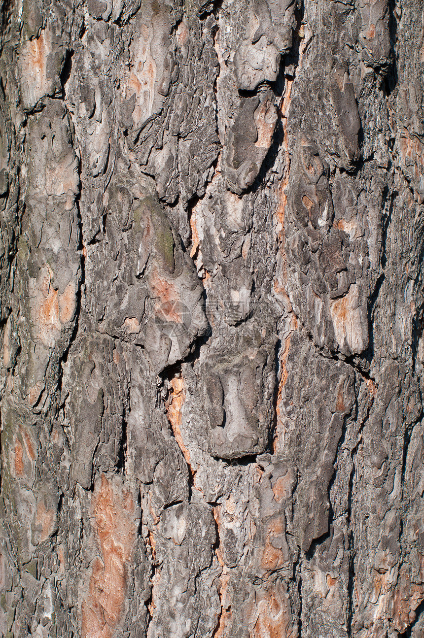 松树树皮纹理 垂直图案图片