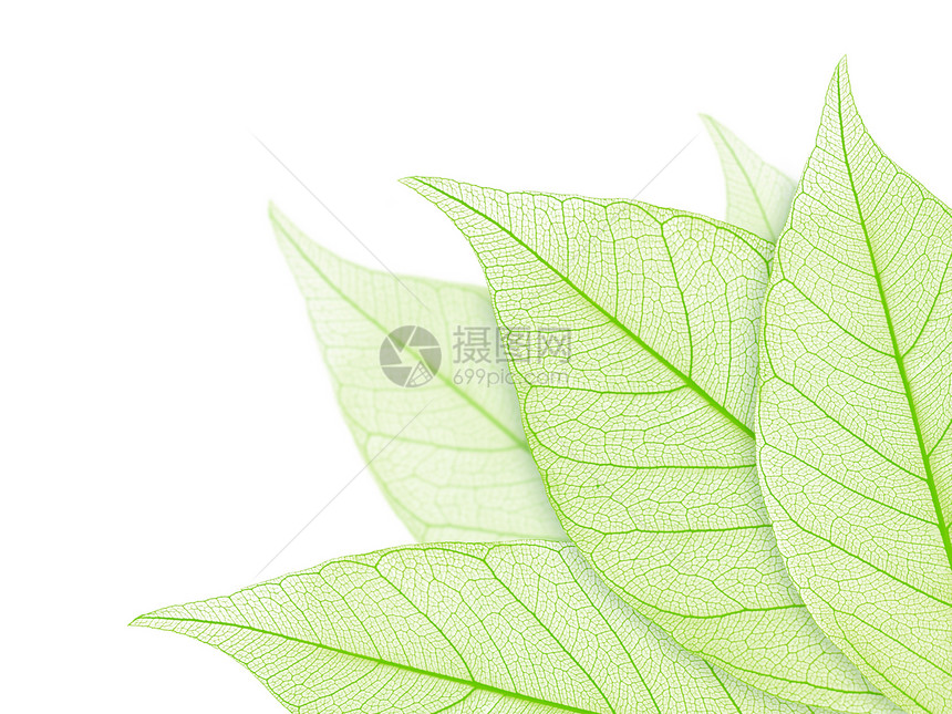 树叶静脉叶子脆弱性绿色植物学白色化石植物群边界植物图片