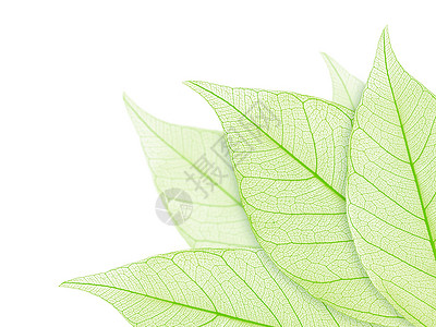 树叶静脉叶子脆弱性绿色植物学白色化石植物群边界植物背景图片