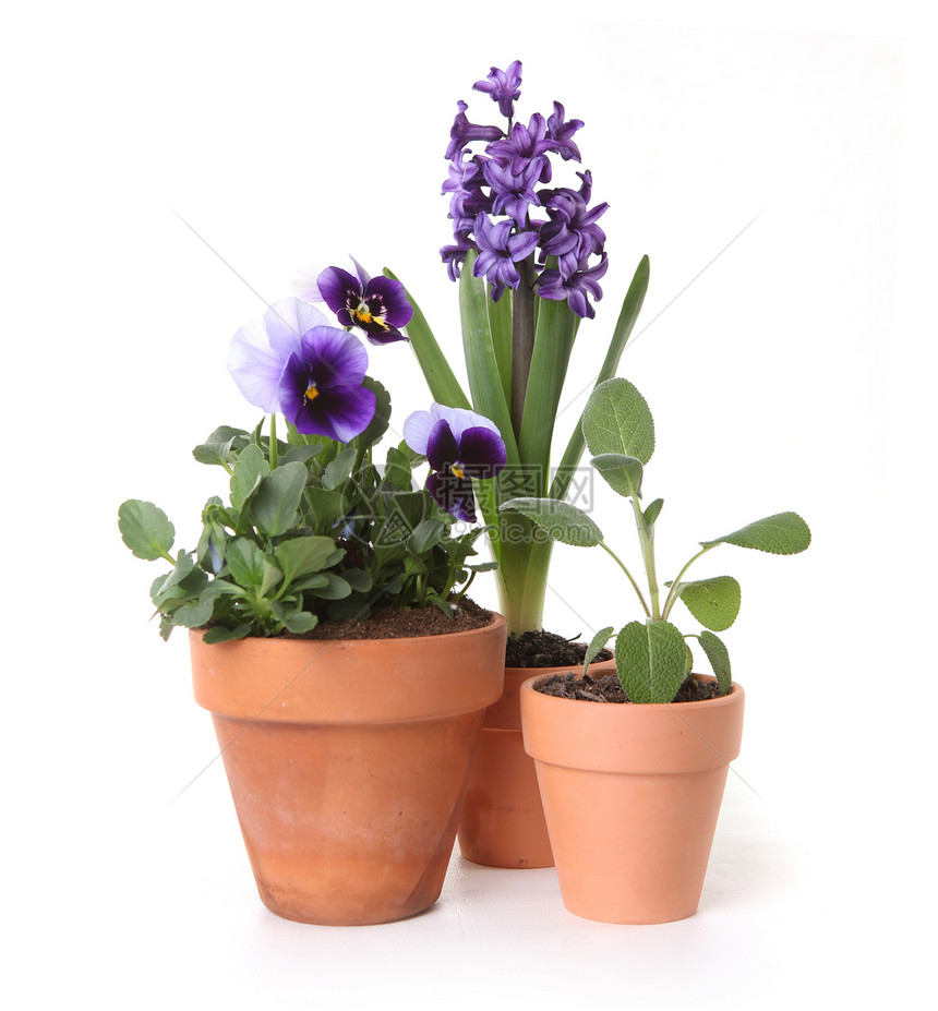 花罐和水壶中Hyacinth的多彩春花图片