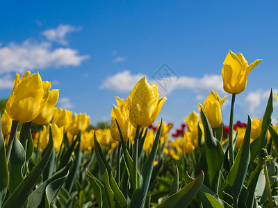 黄色郁金香天空蓝色花坛背景图片
