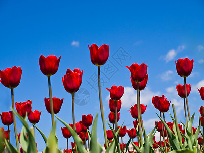 红色郁金红天空花坛蓝色背景图片