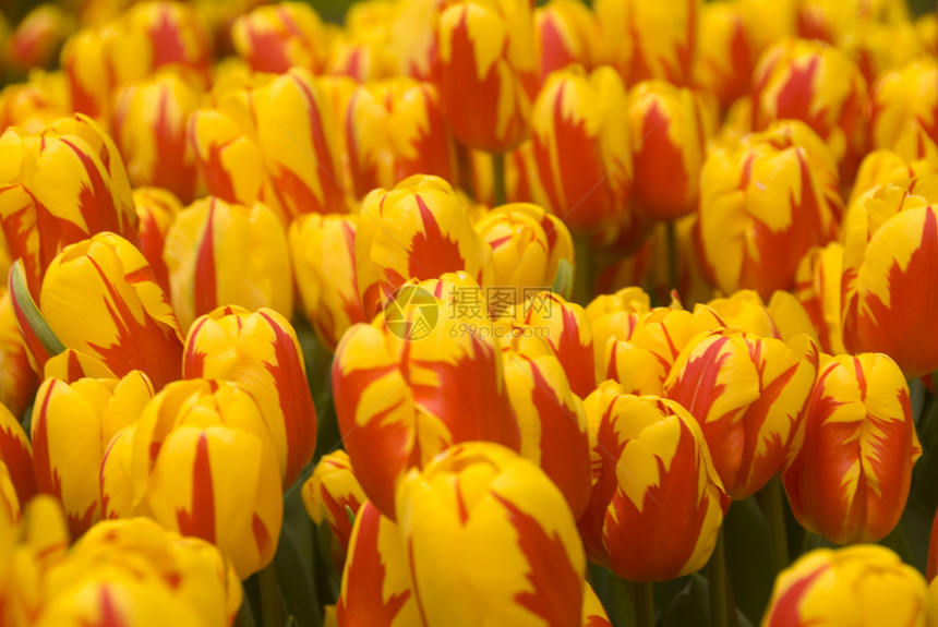 郁金香红色生长黄色植物季节图片