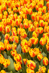郁金香红色黄色季节生长植物背景图片