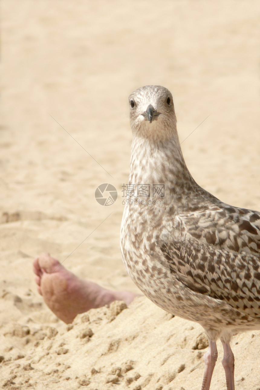 海鸥日光浴者四肢日光浴脚趾海滩警报动物乐趣羽毛海鸟图片