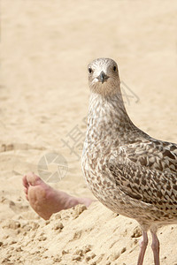 海鸥日光浴者四肢日光浴脚趾海滩警报动物乐趣羽毛海鸟背景图片