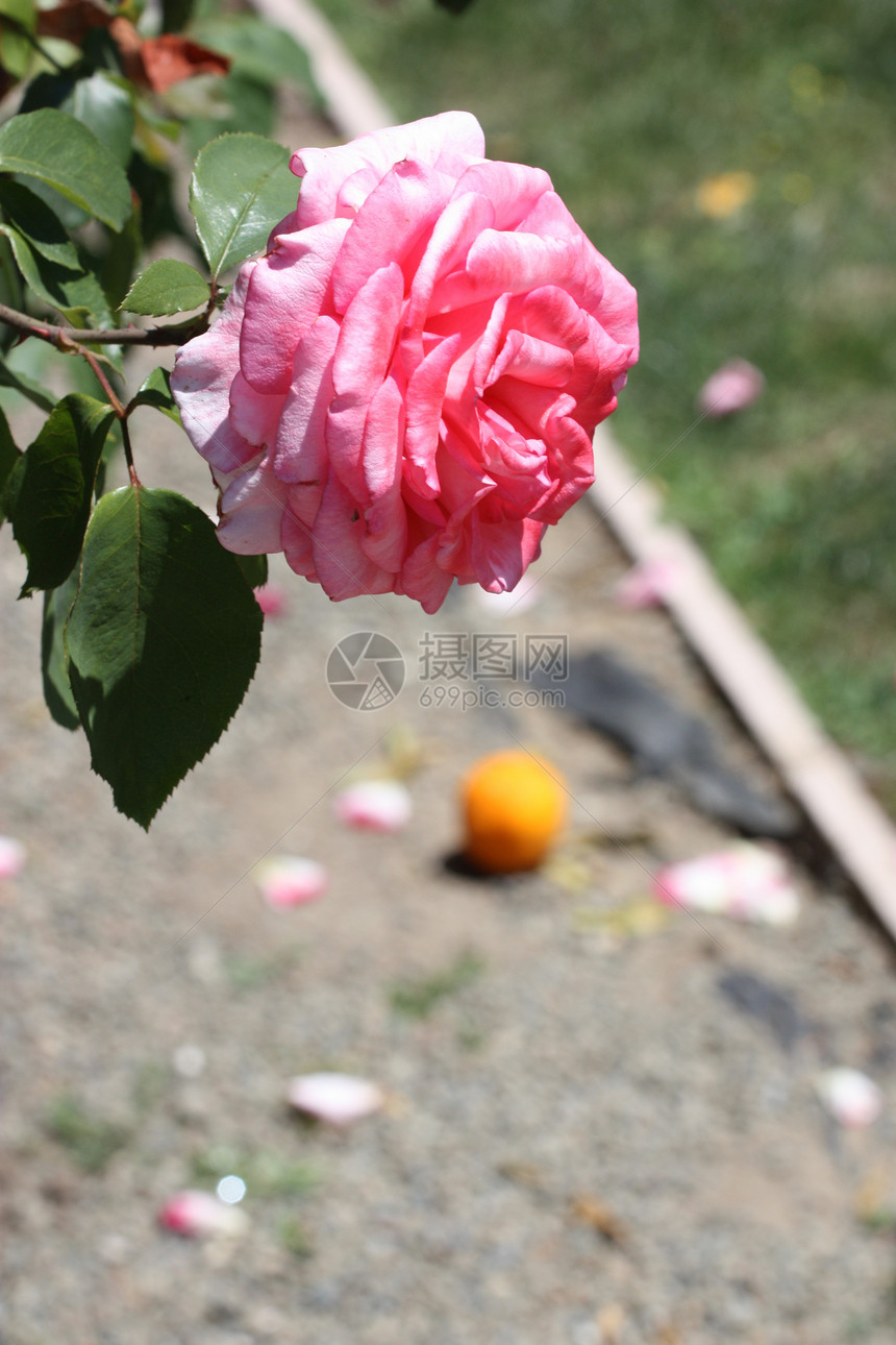 粉红玫瑰花花绿色阳光照射晴天玫瑰宏观分支机构植物花园时间阳光图片