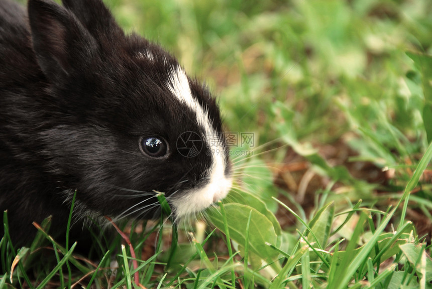 黑兔子哺乳动物胡须白色鼻子宠物耳朵叶子院子眼睛野兔图片