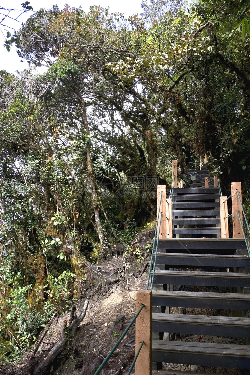 穿越世界最古老的摩西森林热带环境丛林树叶树木木头植物人行道雨林模具图片
