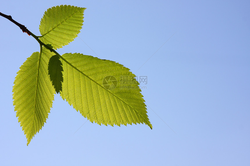 绿页生长衬套树木植物森林天空蓝色生活活力水平图片