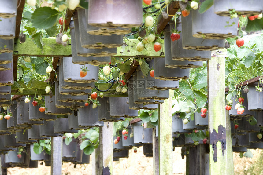 草莓有机农作收成农田农民商业生产水果生长花园食物绿色图片