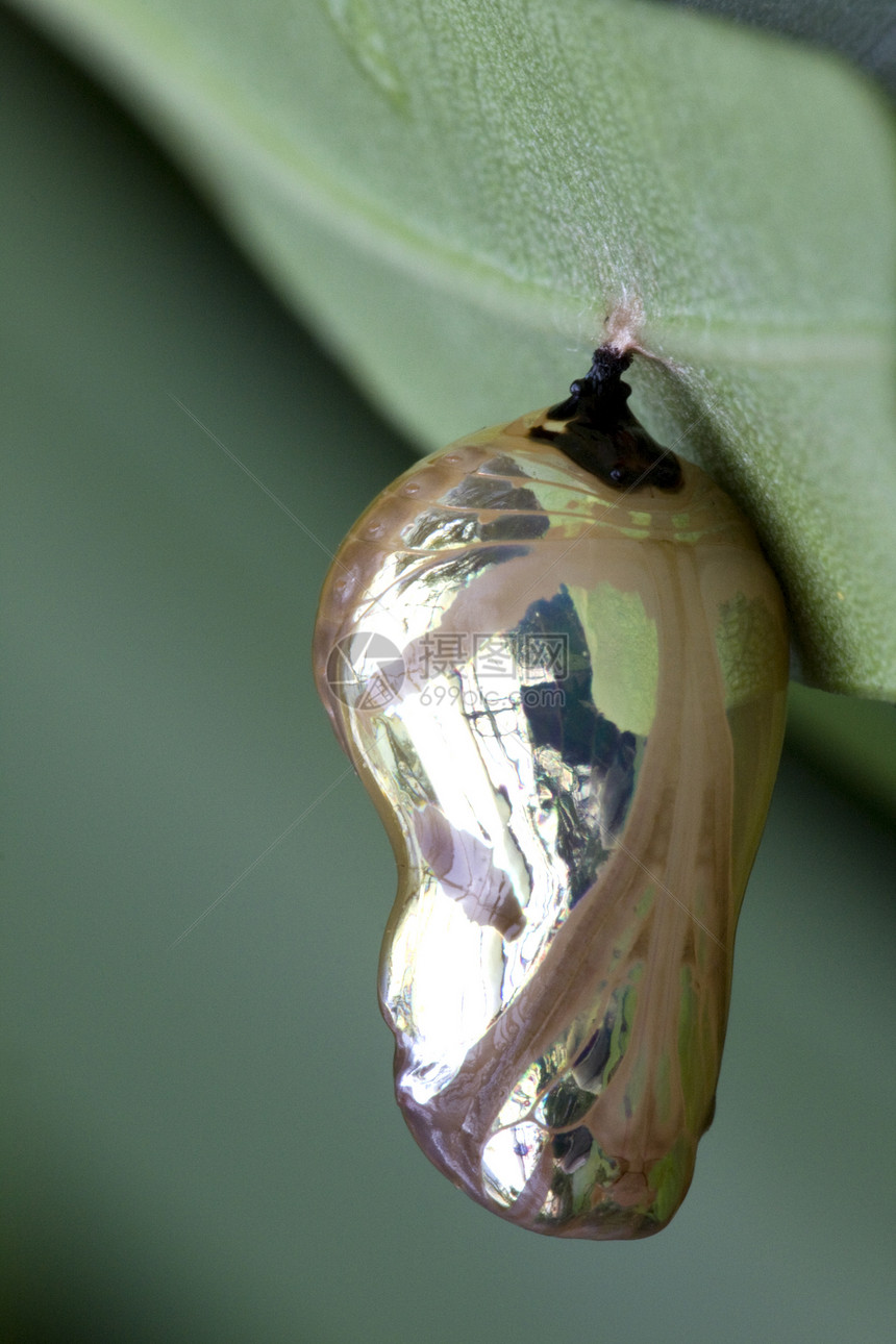 蝴蝶普帕超级巨集宏观绿色昆虫动物野生动物臭虫漏洞小动物鳞翅目生物图片