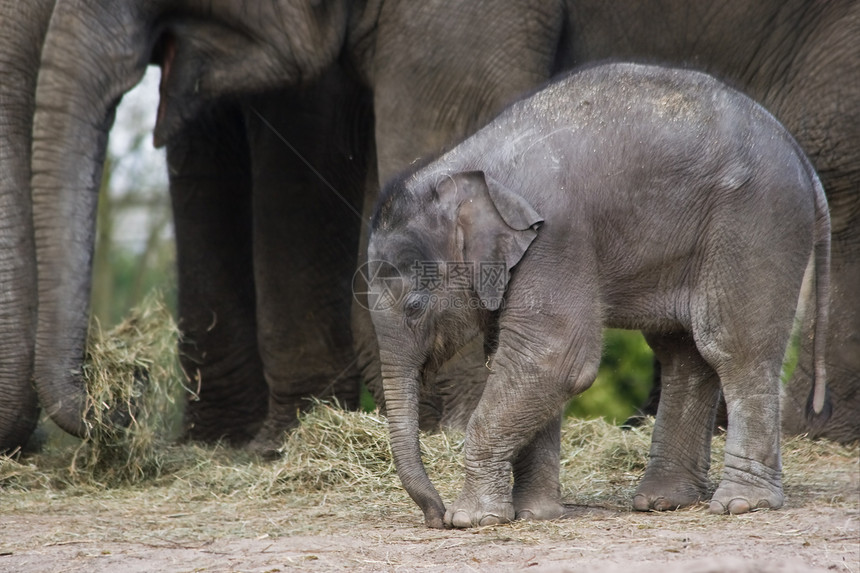 亚洲大象小亚洲婴儿 试图模仿图片